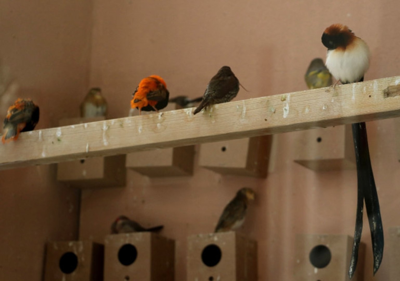 Zooloji salonunda doldurulmuş hayvan örnekleri