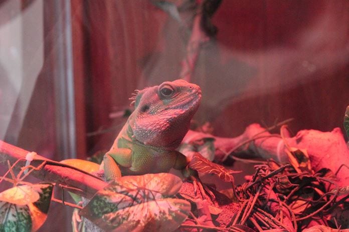 Mamut iskeleti sergisi